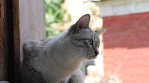 Preview wallpaper cat, sitting, street, curiosity