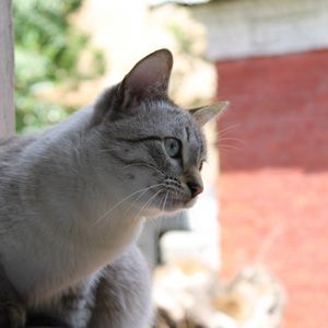 Preview wallpaper cat, sitting, street, curiosity