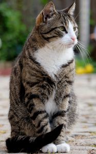 Preview wallpaper cat, sitting, striped