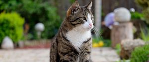 Preview wallpaper cat, sitting, striped