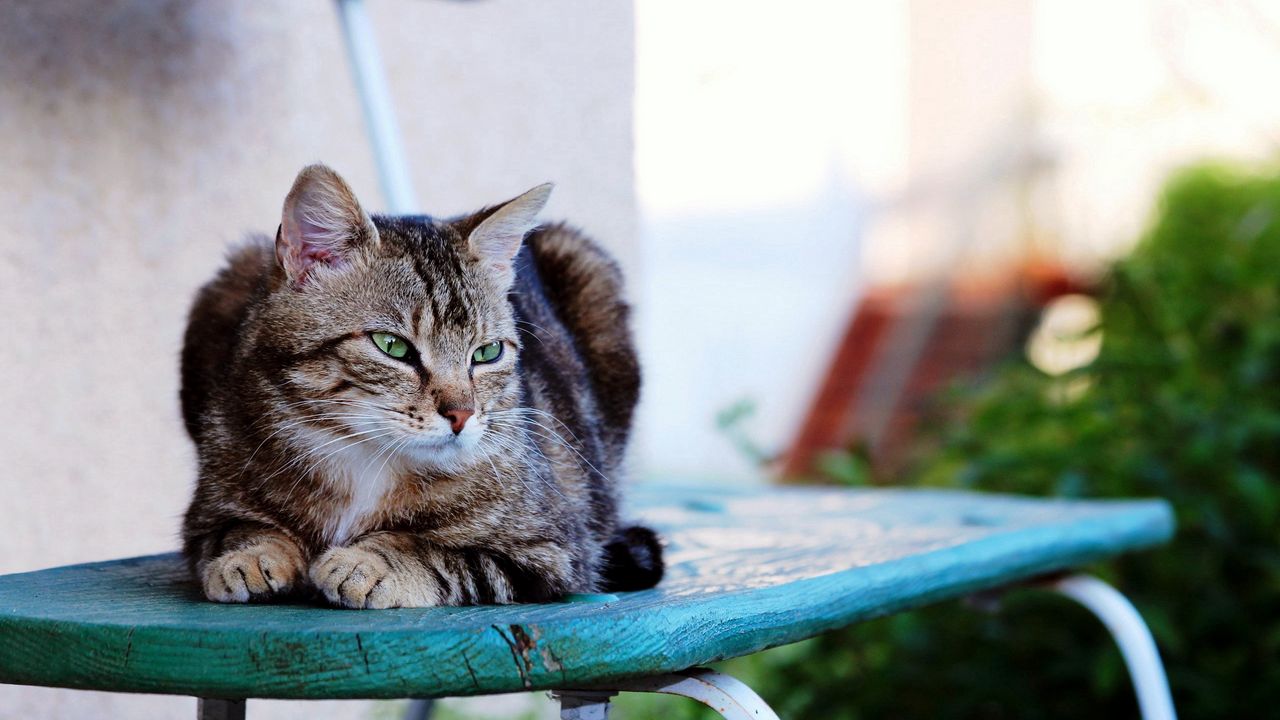 Wallpaper cat, sitting, striped