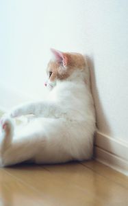 Preview wallpaper cat, sitting, thick, wall