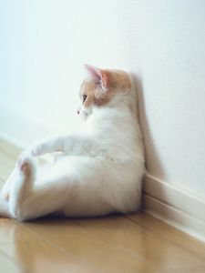 Preview wallpaper cat, sitting, thick, wall