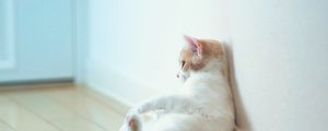 Preview wallpaper cat, sitting, thick, wall