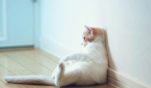 Preview wallpaper cat, sitting, thick, wall