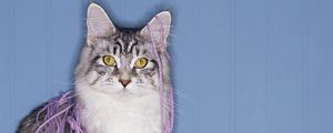 Preview wallpaper cat, skin, face, eyes, playful, fluffy