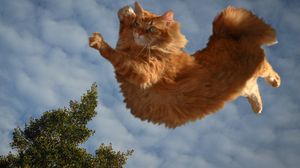 Preview wallpaper cat, sky, flying, fluffy
