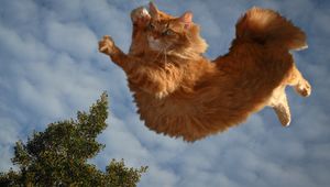 Preview wallpaper cat, sky, flying, fluffy