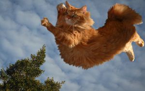 Preview wallpaper cat, sky, flying, fluffy