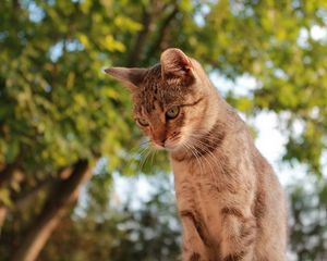 Preview wallpaper cat, sky, trees, view