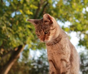 Preview wallpaper cat, sky, trees, view