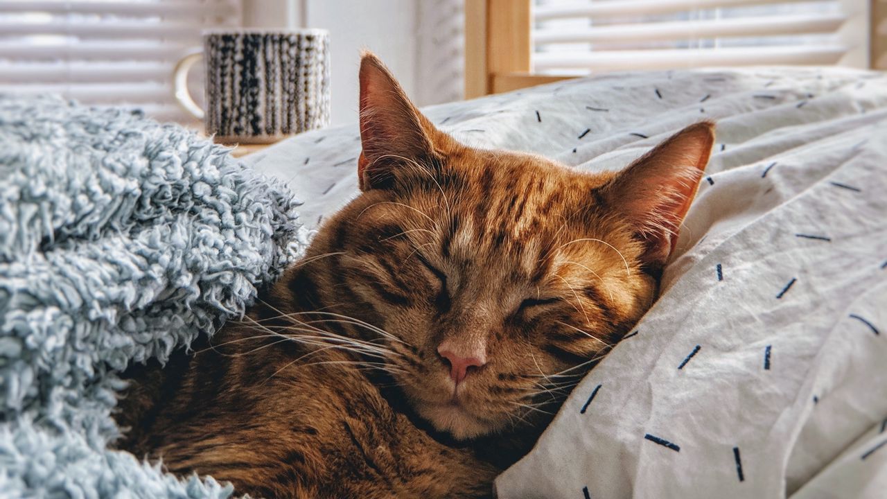 Wallpaper cat, sleep, bed, comfort