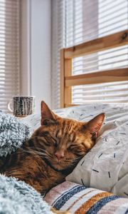 Preview wallpaper cat, sleep, bed, comfort