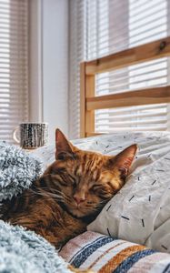 Preview wallpaper cat, sleep, bed, comfort