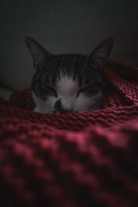 Preview wallpaper cat, sleep, blanket, pet