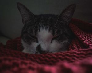 Preview wallpaper cat, sleep, blanket, pet