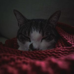 Preview wallpaper cat, sleep, blanket, pet