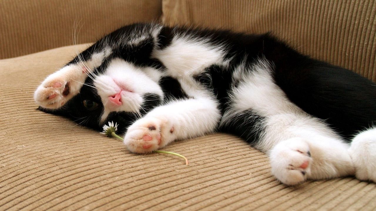 Wallpaper cat, sleep, dog, spotted, lying, feet