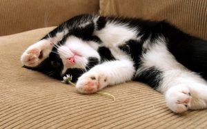 Preview wallpaper cat, sleep, dog, spotted, lying, feet