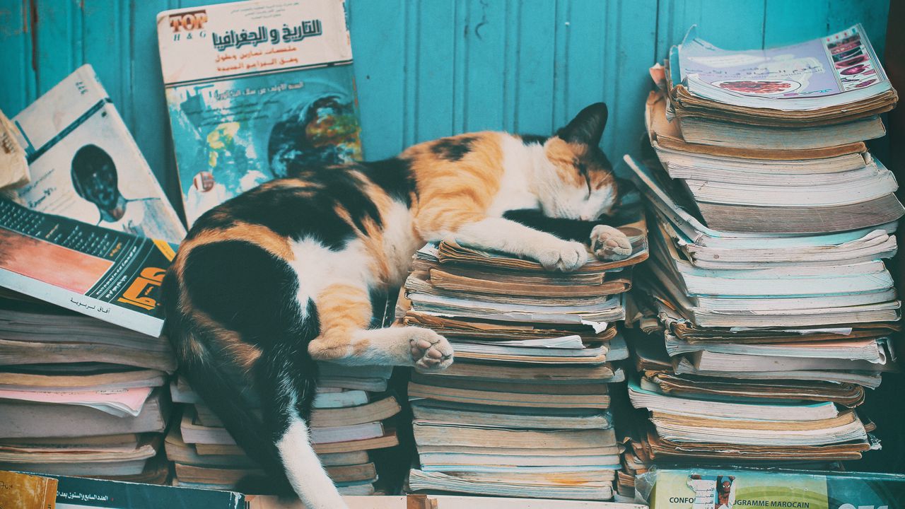 Wallpaper cat, sleep, magazines, relax, books