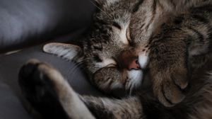 Preview wallpaper cat, sleep, muzzle, striped