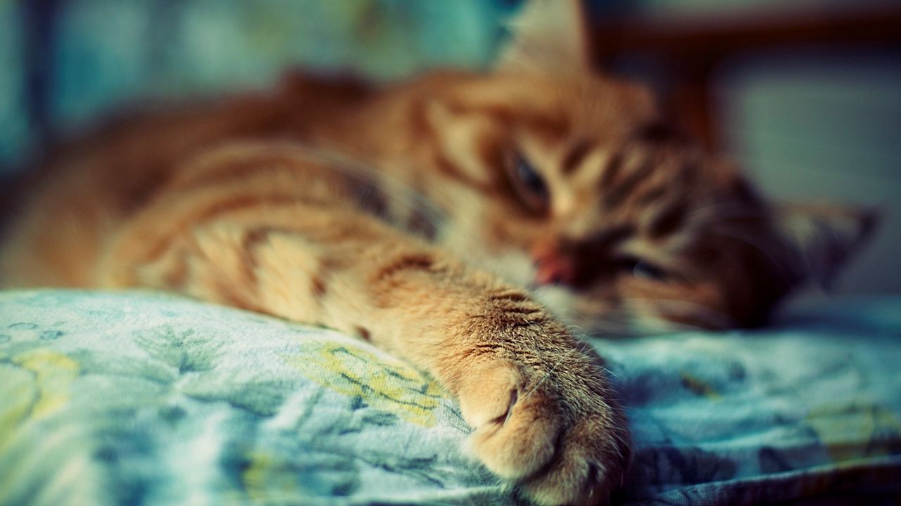 Wallpaper cat, sleep, paw, fur, striped