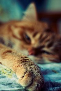 Preview wallpaper cat, sleep, paw, fur, striped