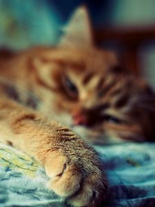 Preview wallpaper cat, sleep, paw, fur, striped