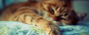 Preview wallpaper cat, sleep, paw, fur, striped