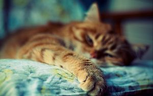 Preview wallpaper cat, sleep, paw, fur, striped