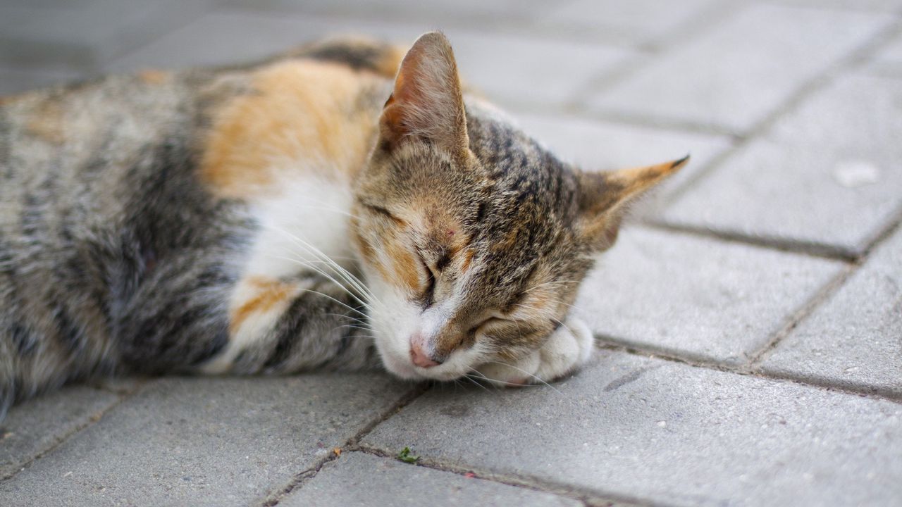 Wallpaper cat, sleep, paws, muzzle