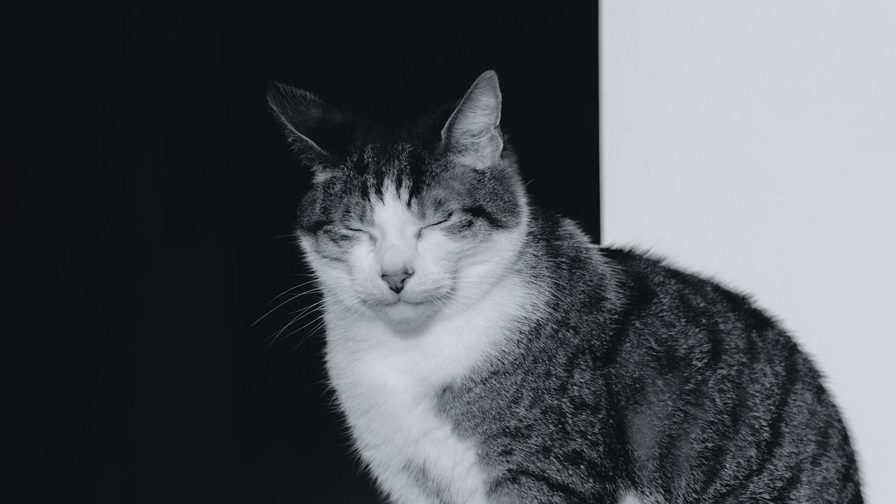 Wallpaper cat, sleep, pet, black and white