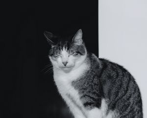 Preview wallpaper cat, sleep, pet, black and white