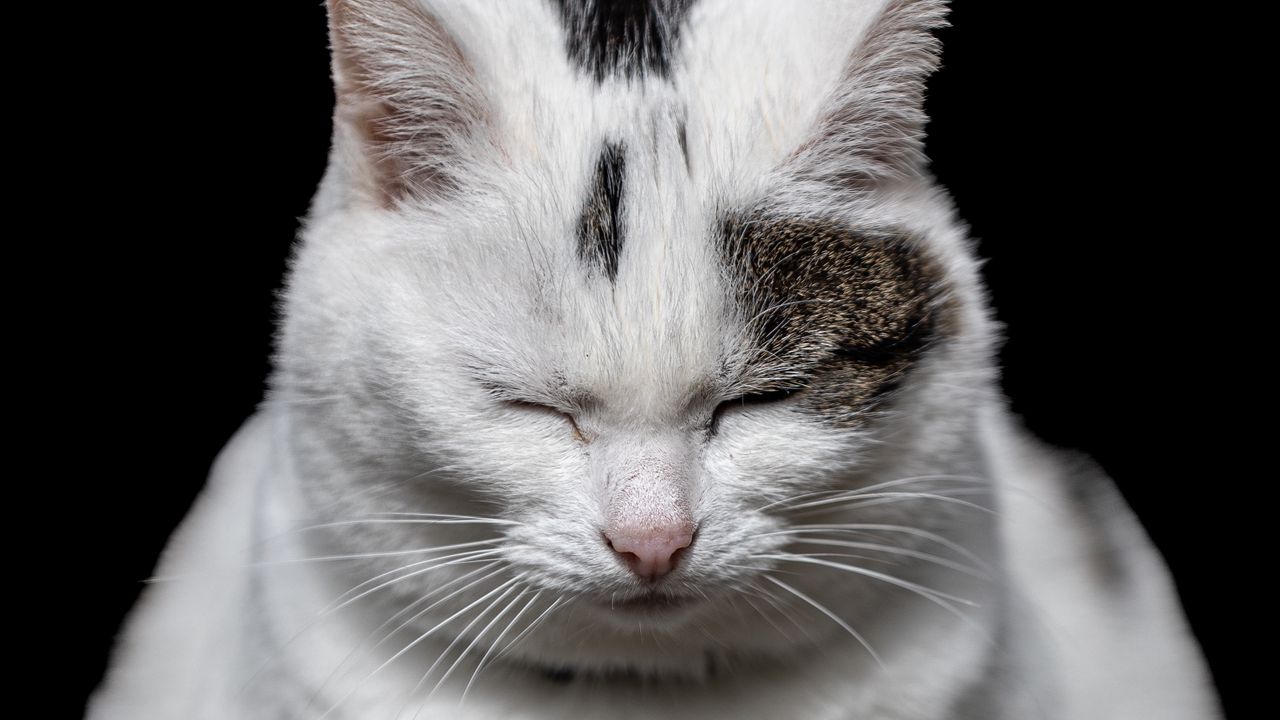 Wallpaper cat, sleep, pet, white