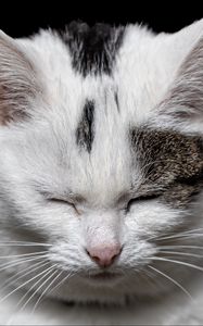 Preview wallpaper cat, sleep, pet, white