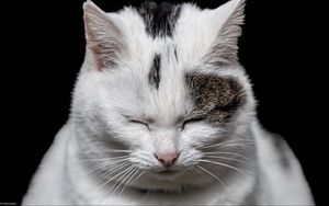 Preview wallpaper cat, sleep, pet, white