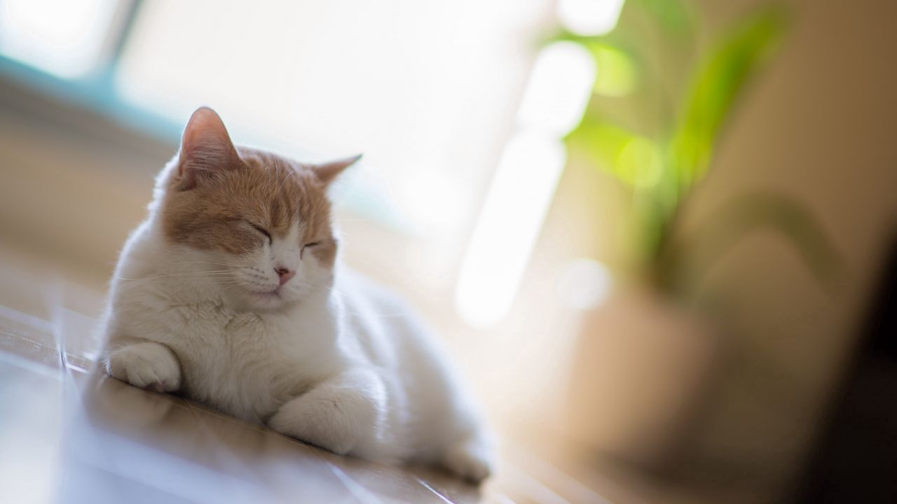 Wallpaper cat, sleep, rest, motion blur