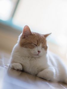 Preview wallpaper cat, sleep, rest, motion blur