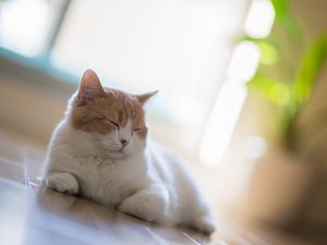 Preview wallpaper cat, sleep, rest, motion blur