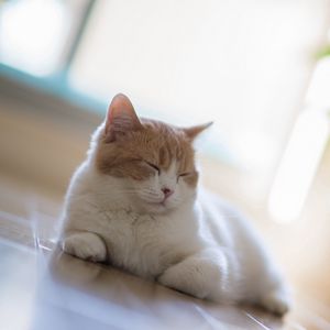 Preview wallpaper cat, sleep, rest, motion blur