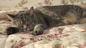 Preview wallpaper cat, sleeping, lying, blanket