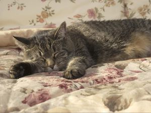 Preview wallpaper cat, sleeping, lying, blanket