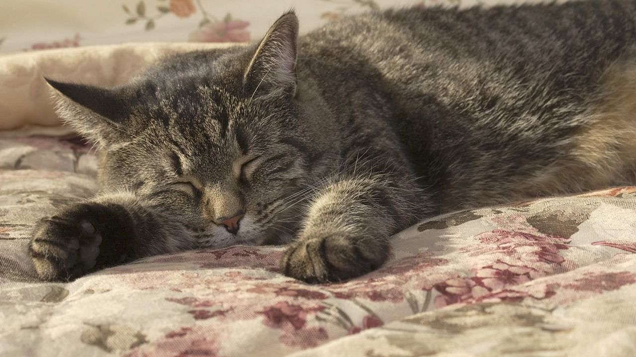 Wallpaper cat, sleeping, paw, bed