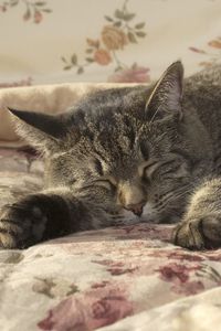 Preview wallpaper cat, sleeping, paw, bed