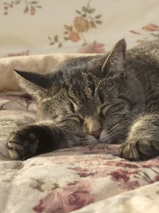 Preview wallpaper cat, sleeping, paw, bed