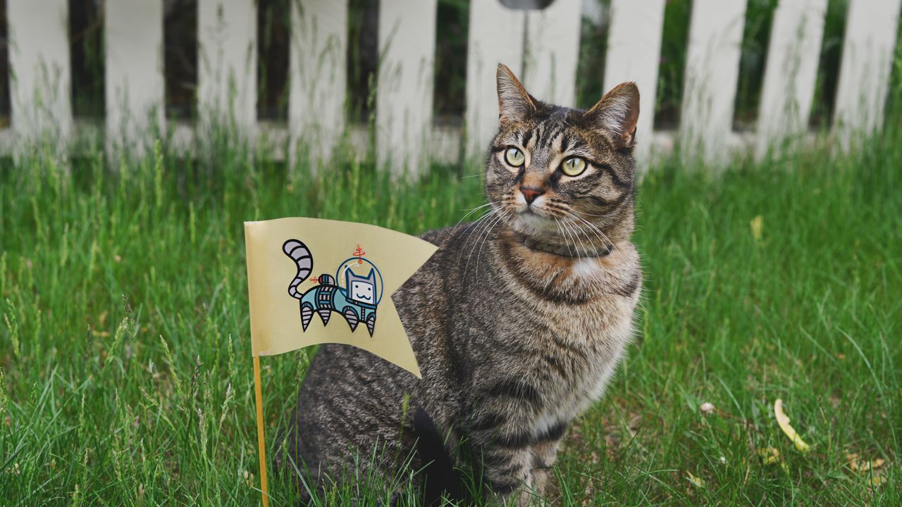 Wallpaper cat, small flag, grass