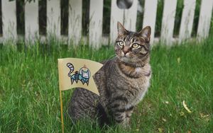 Preview wallpaper cat, small flag, grass