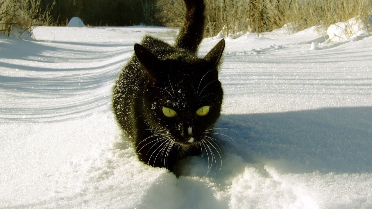 Wallpaper cat, snow, climbing, trails, winter