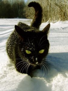 Preview wallpaper cat, snow, climbing, trails, winter