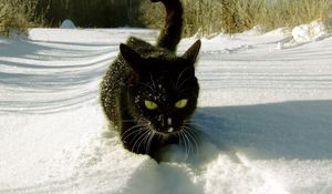 Preview wallpaper cat, snow, climbing, trails, winter